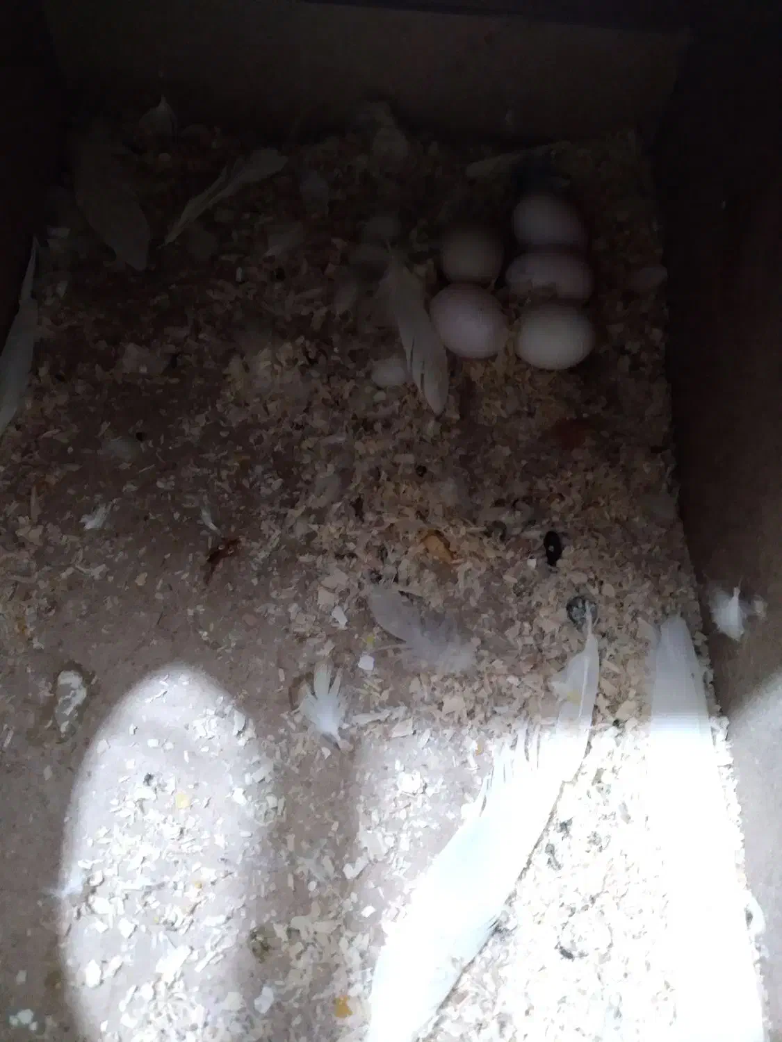 جفت عروس هلندی با تخم|پرنده|اهواز, فاز ۲ پادادشهر|دیوار