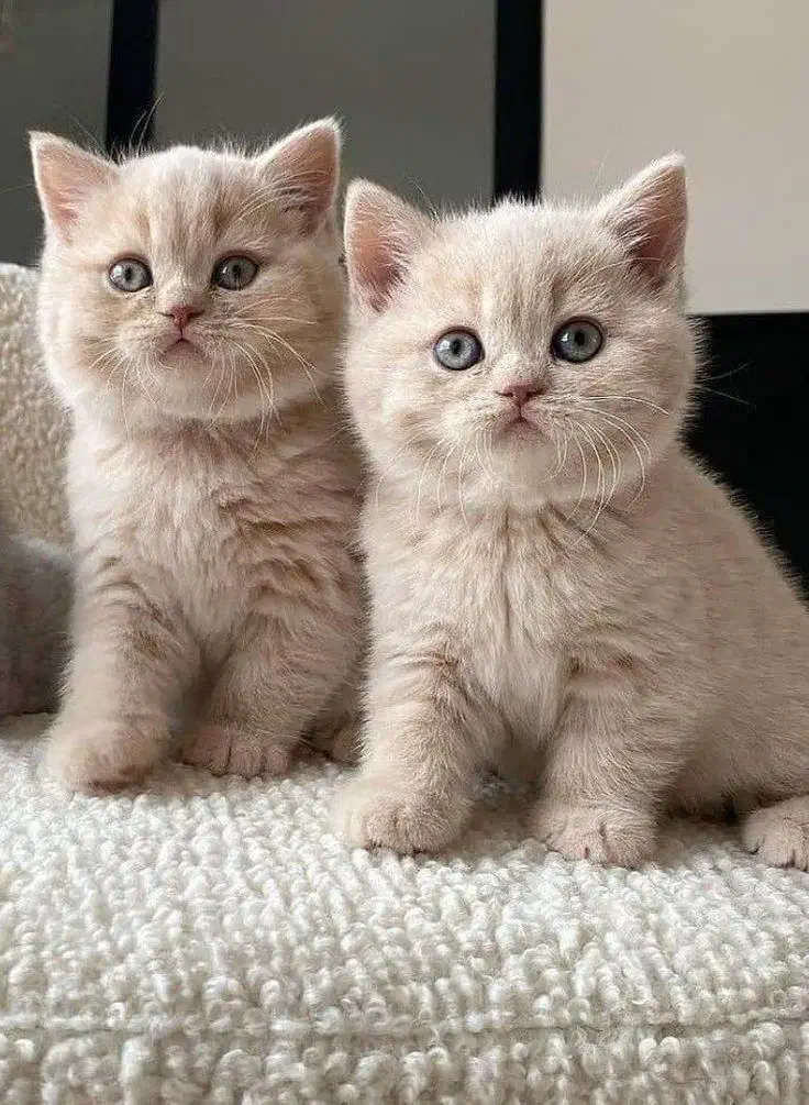 گربه رنگ کاراملی بیریتیش|گربه|تهران, حصار بوعلی|دیوار