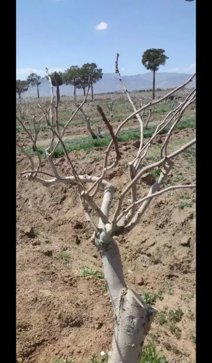 هرس باغ|خدمات باغبانی و درختکاری|نسیمشهر, |دیوار