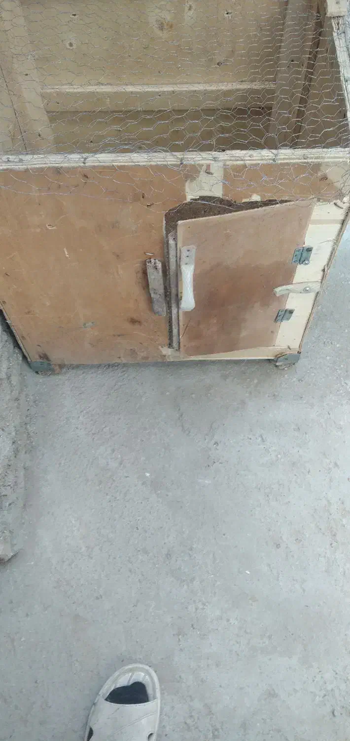 قفس مرغ و خروس|حیوانات مزرعه|بناب, |دیوار