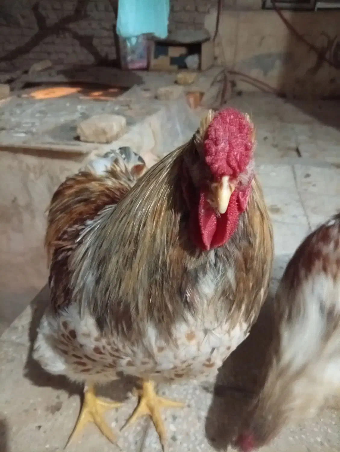 خروس ویاندونت|حیوانات مزرعه|یزد, |دیوار