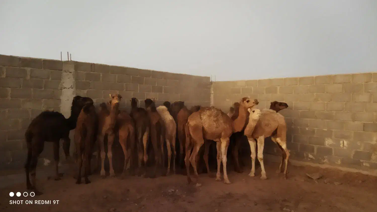 شتر|حیوانات مزرعه|زرین دشت (فارس), |دیوار