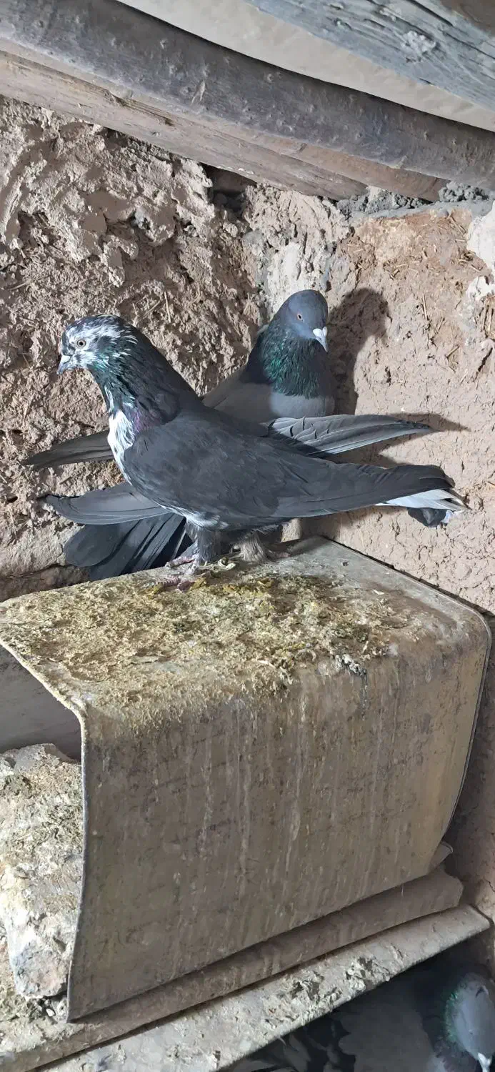 کفتر پر|پرنده|لاران, |دیوار