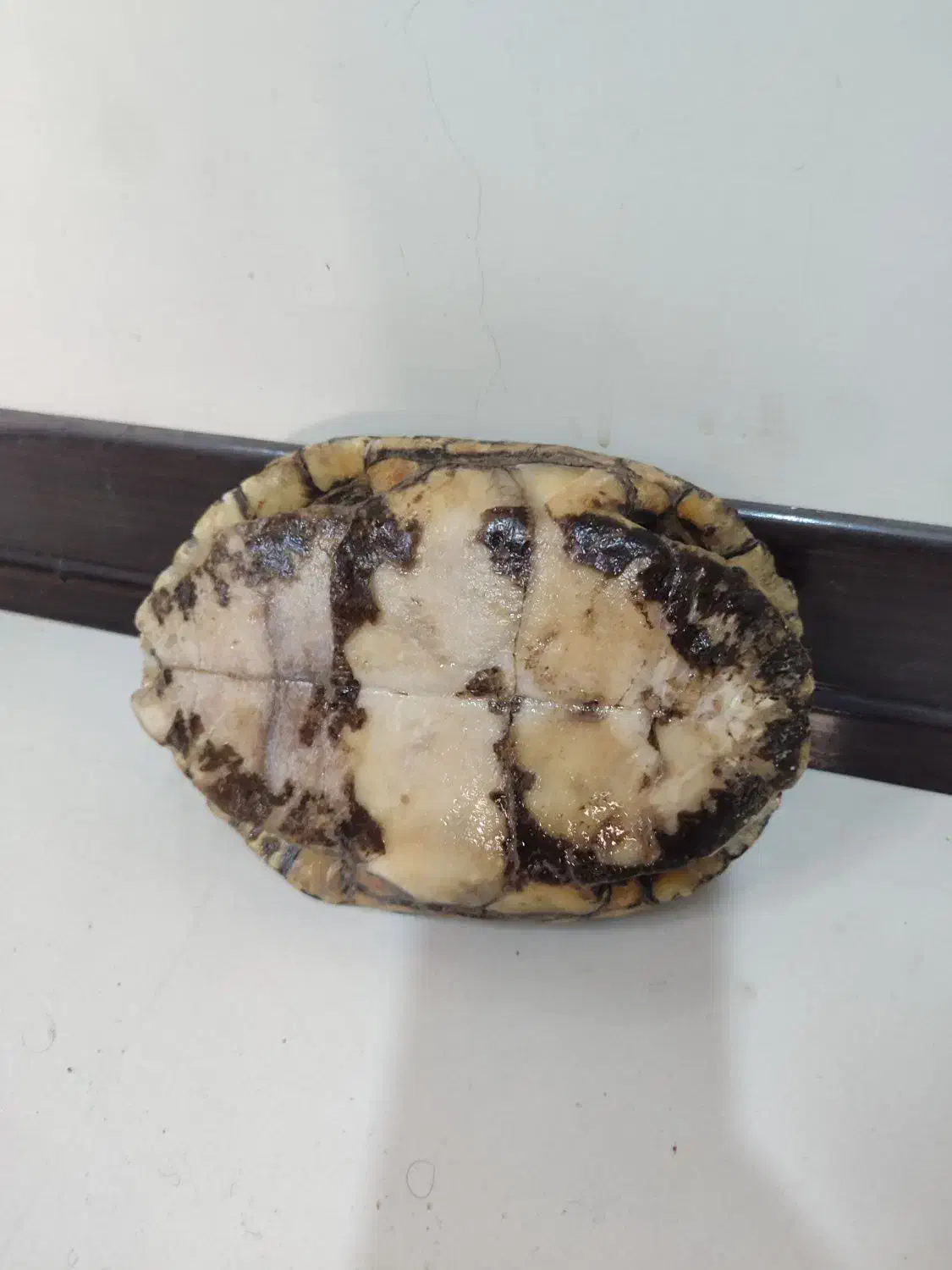 ماکت لاک لاکپشت|مجسمه، تندیس، ماکت|اصفهان, ملک‌شهر|دیوار