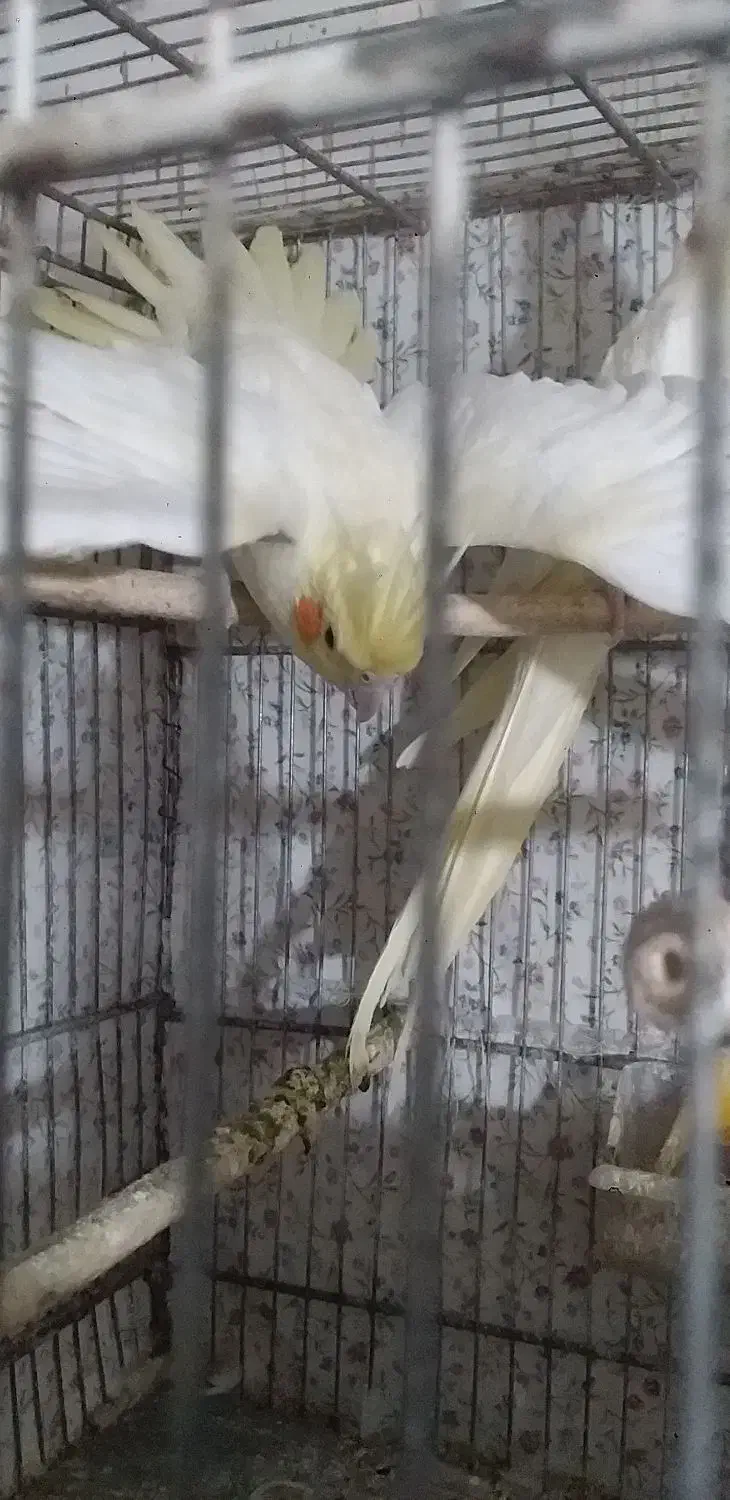 عروس هلندی|پرنده|مشهد, هفده شهریور|دیوار