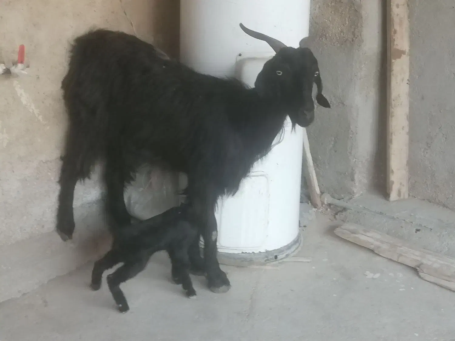 بز دوتا برای فروش|حیوانات مزرعه|برازجان, |دیوار