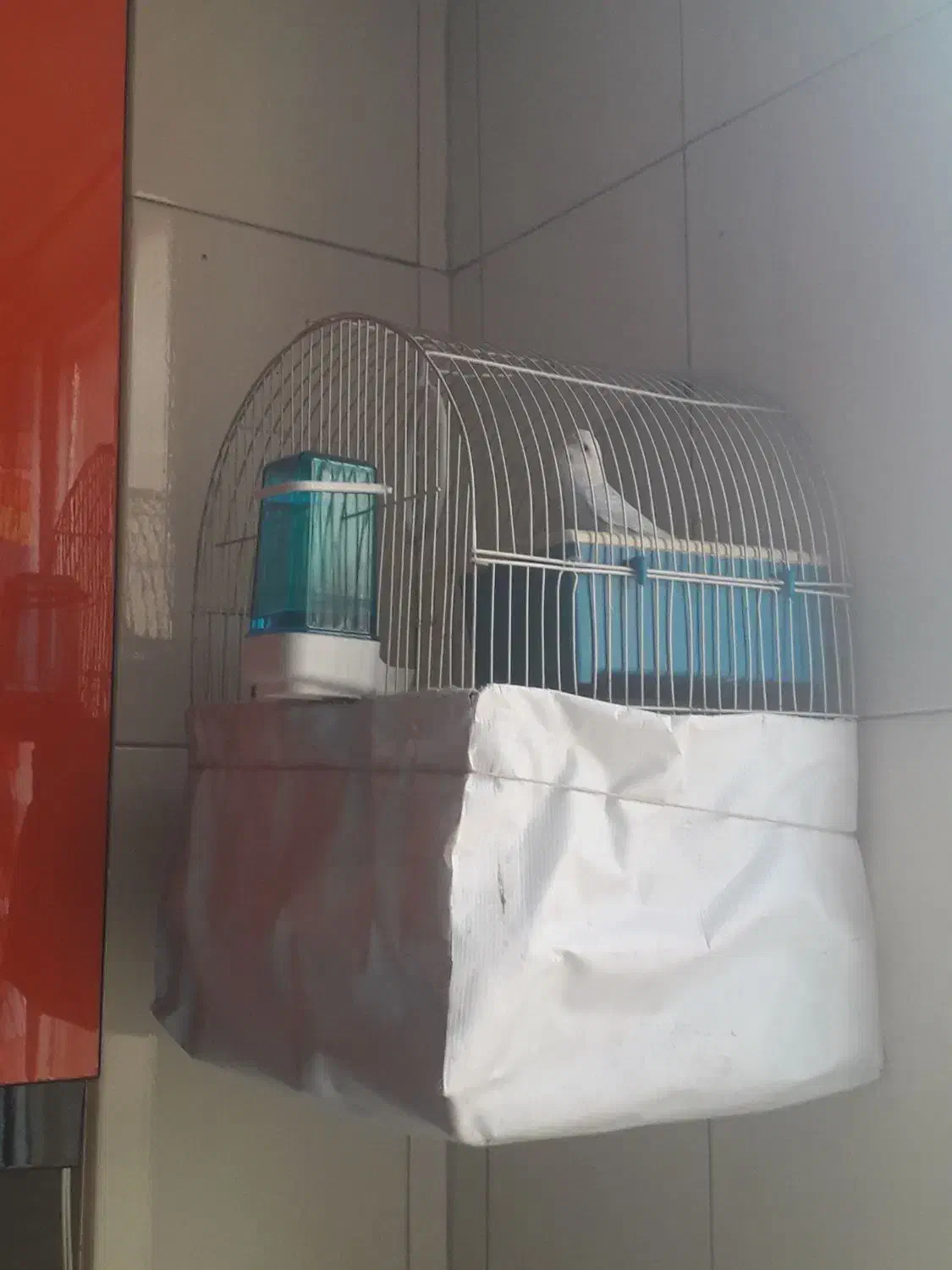 مرغ  عشق  آبی|پرنده|ری, دولتآباد|دیوار