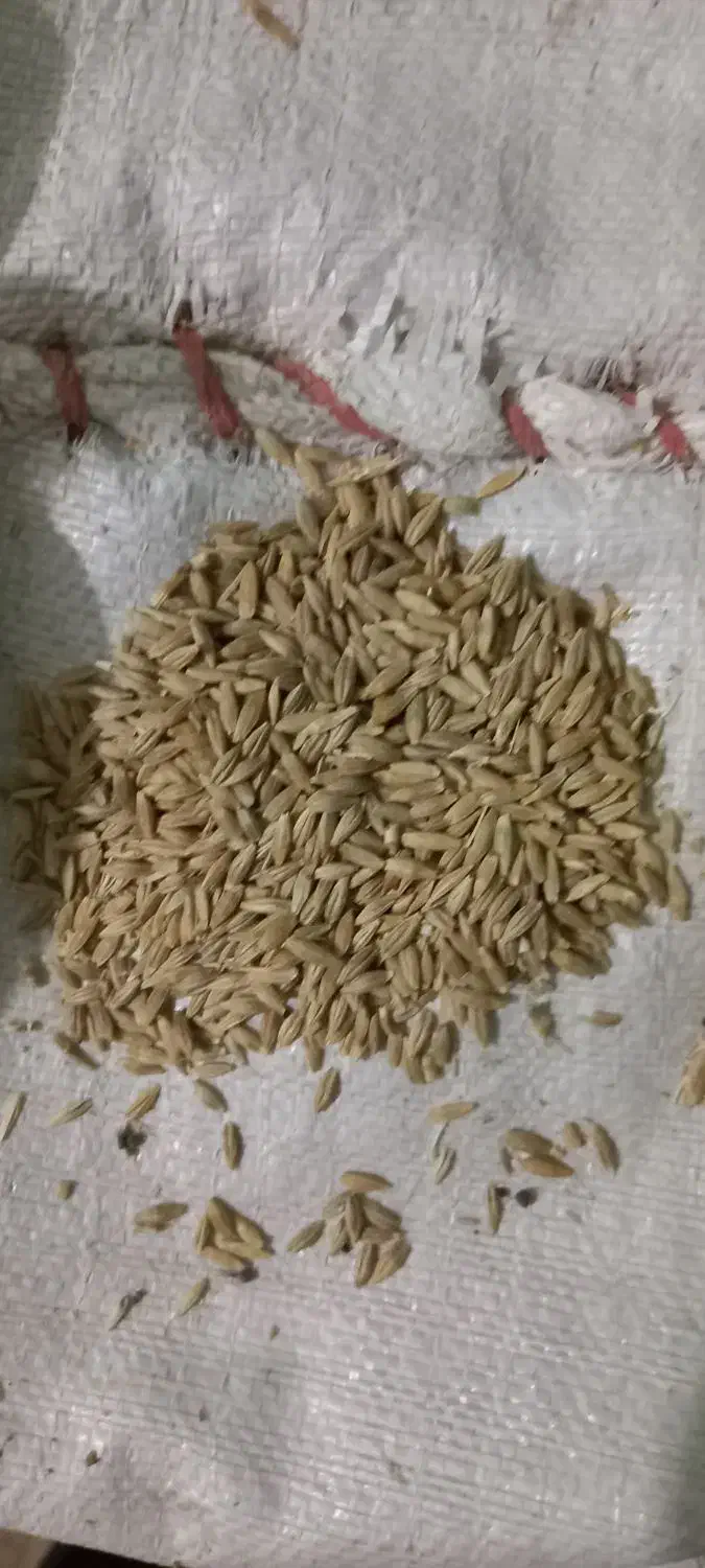 جو محلی|لوازم جانبی حیوانات|ایذه, |دیوار