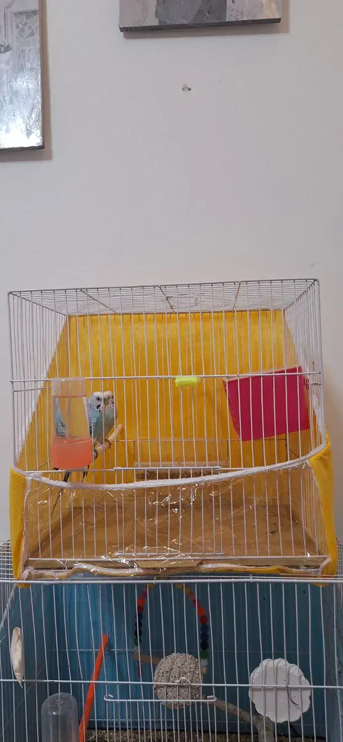 یک جفت پرنده مولد با ۲ عدد تخم|پرنده|گلبهار, شهر جدید گلبهار|دیوار