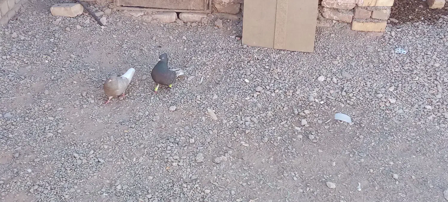 کبوتر دم سفید|پرنده|خوشاب, |دیوار