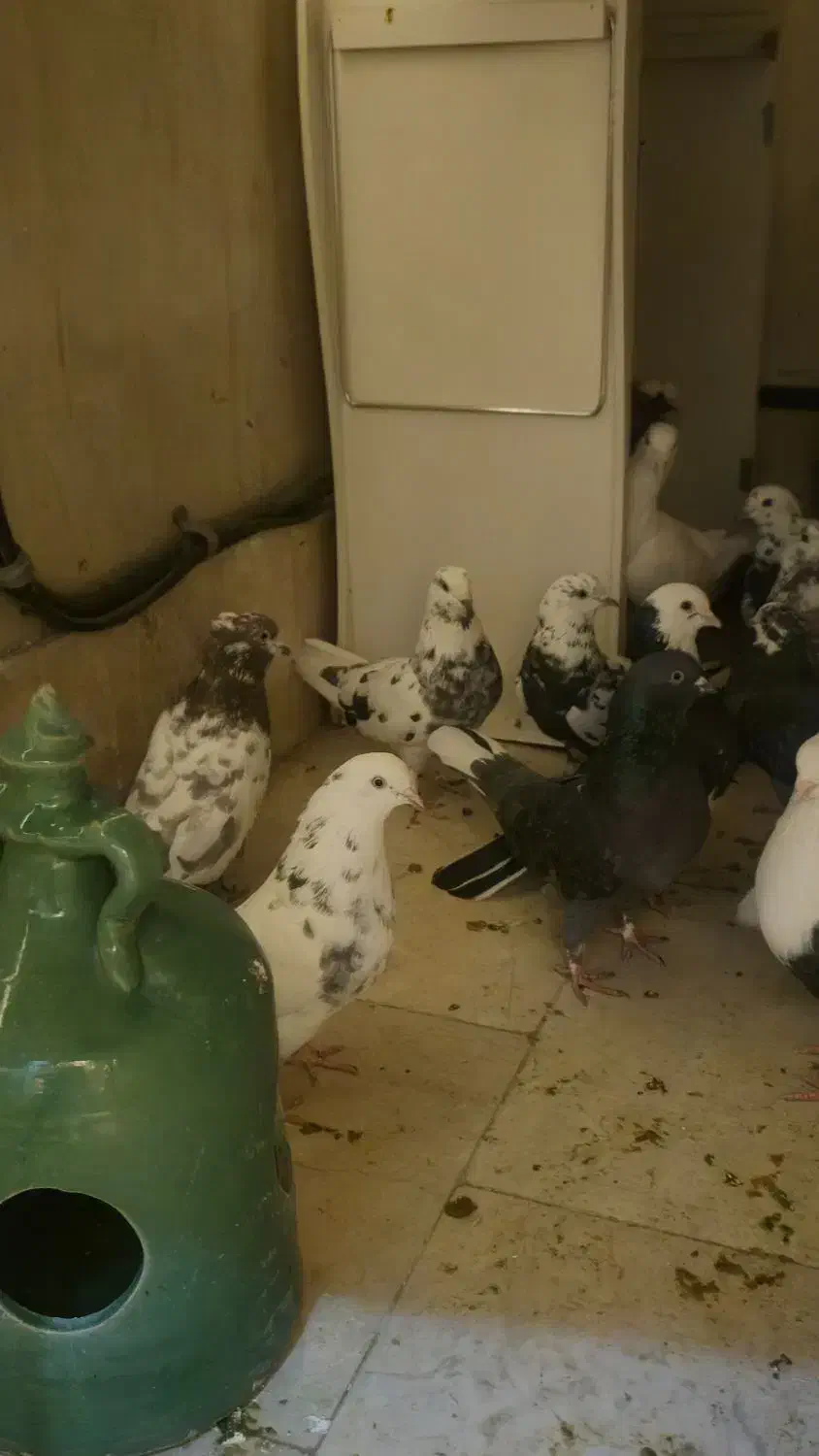 کبوتر|پرنده|تهران, قیطریه|دیوار