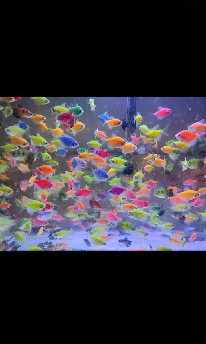 ماهی آکواریومی|ماهی|سبزوار, پیام|دیوار