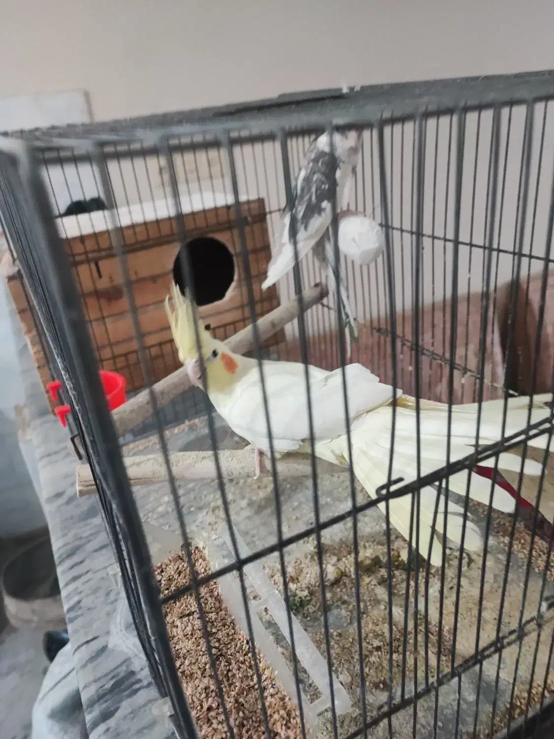 جفت عروس هلندی 6 تخم|پرنده|دورود, |دیوار