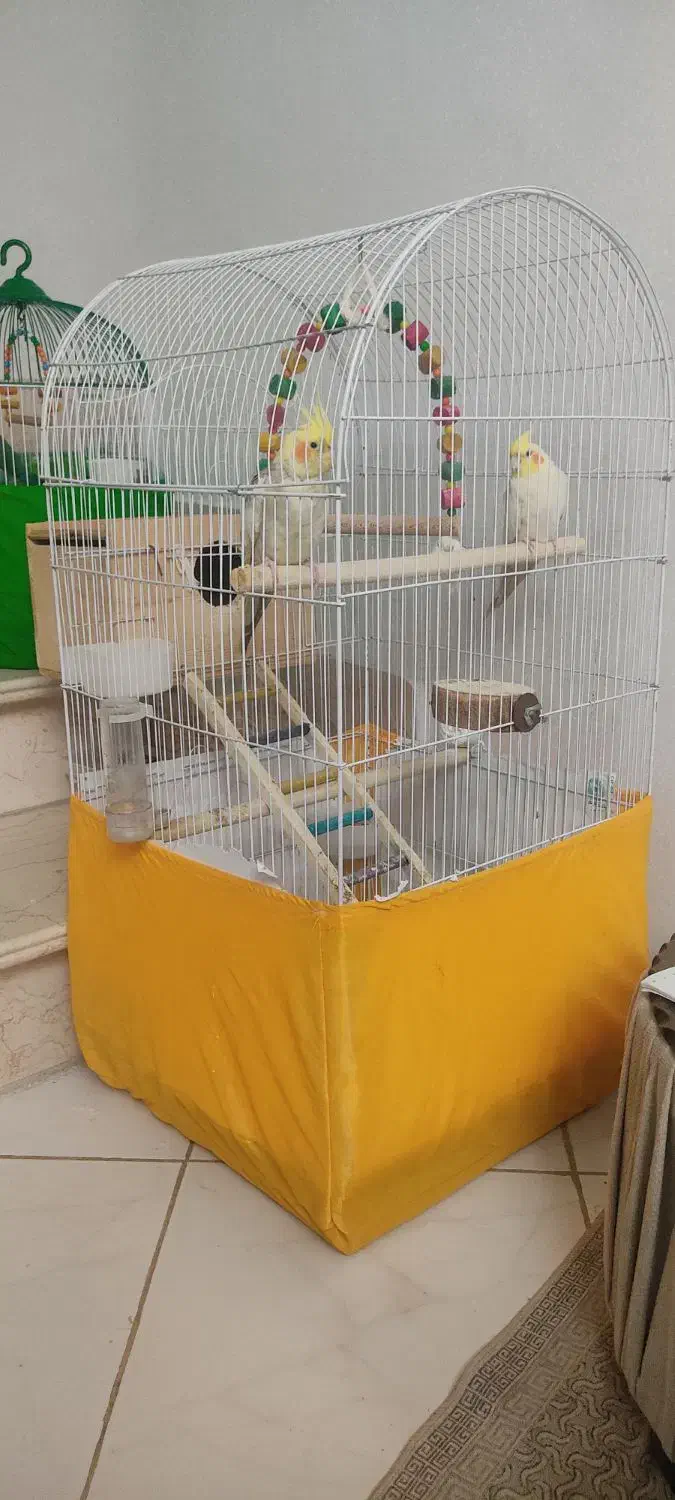 عروس هلندی ،جفت|پرنده|لاهیجان, کوی آزادگان|دیوار