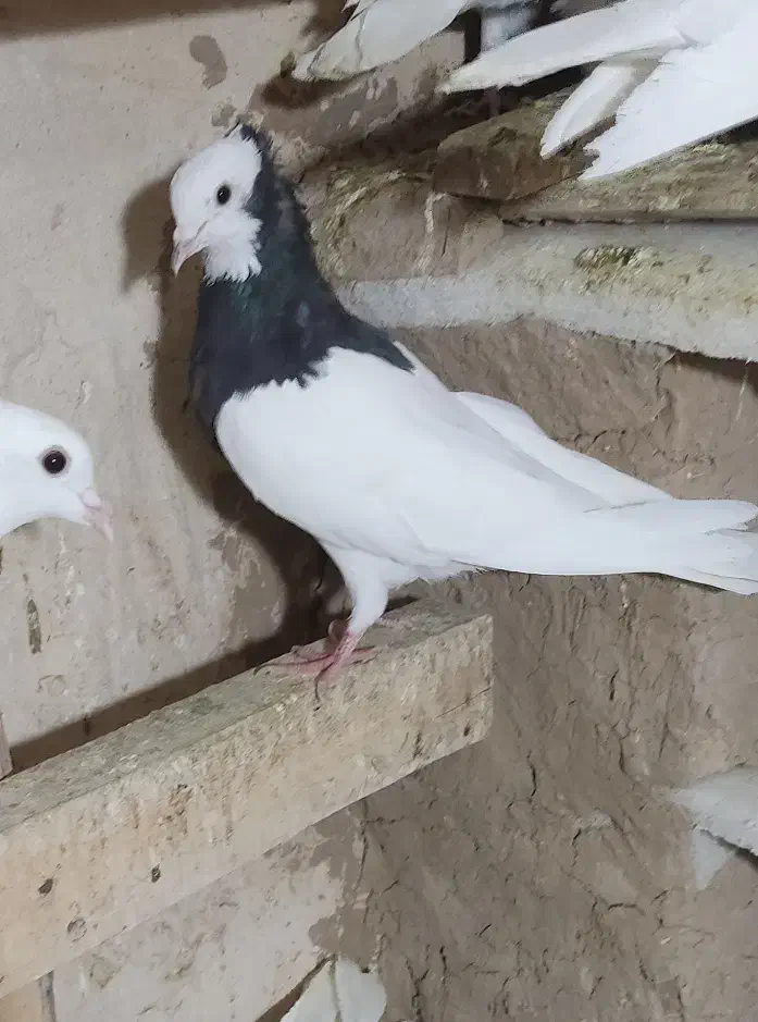 طوقی سیا|پرنده|فیروزه, |دیوار