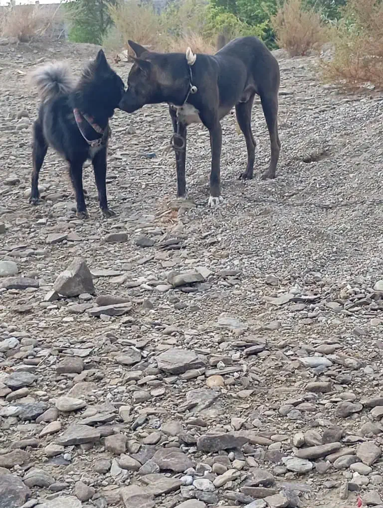 سگ نر دورگ|سگ|جاسک, |دیوار