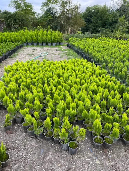 گلخانه گل درخت|گل و گیاه طبیعی|سیرجان, |دیوار