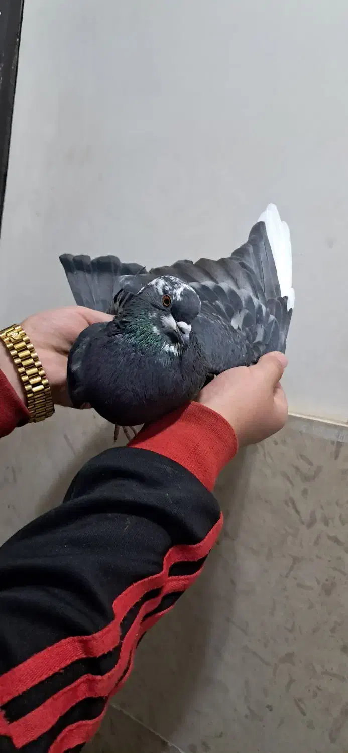 کفتر|پرنده|صباشهر, |دیوار