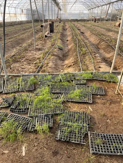 اجاره گلخانه ۵۰۰۰متری ورامین|اجارهٔ دفتر صنعتی، کشاورزی، تجاری|تهران, آبشار|دیوار