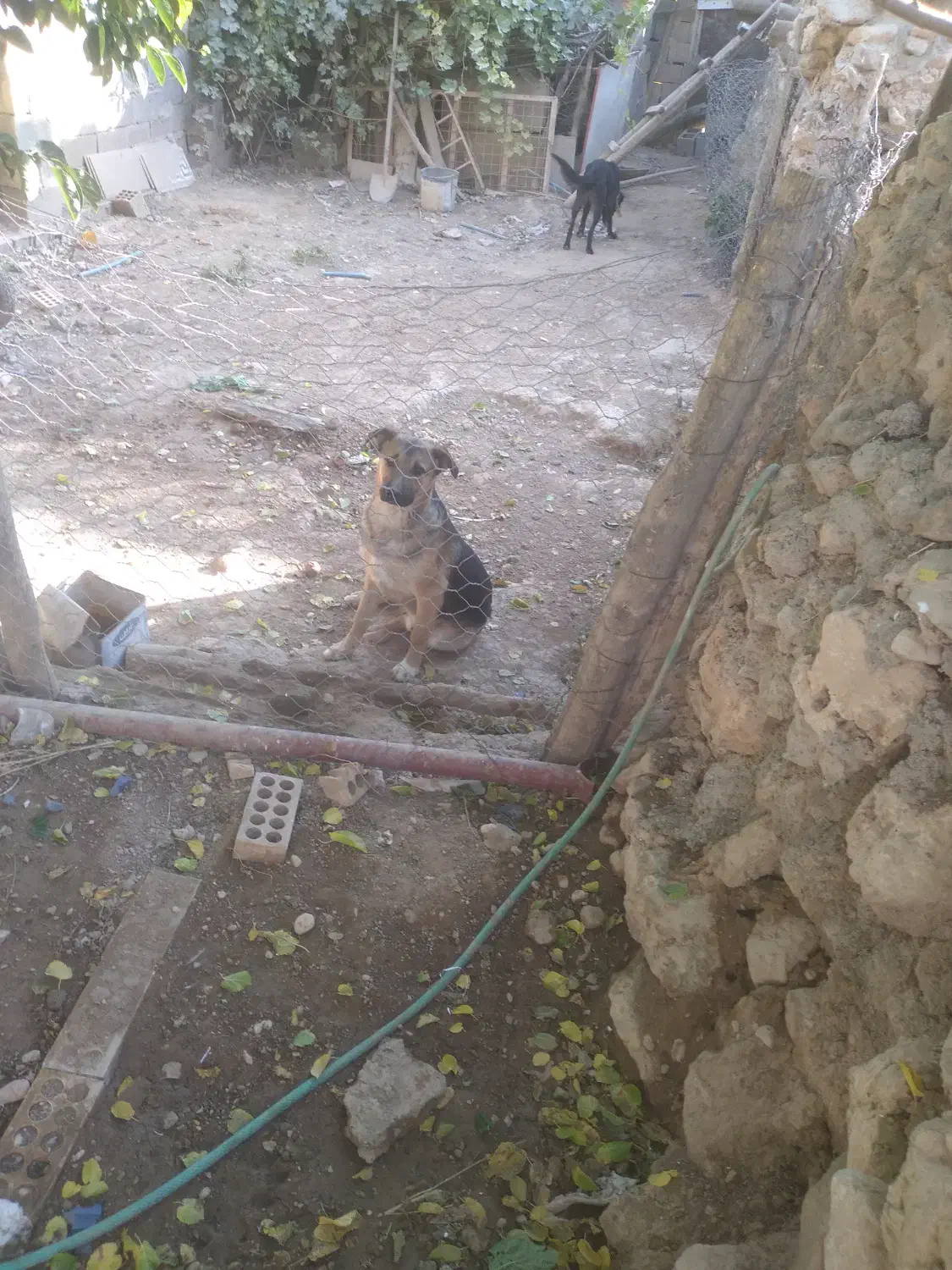 سگ  دورگ نگهبان|سگ|یاسوج, |دیوار