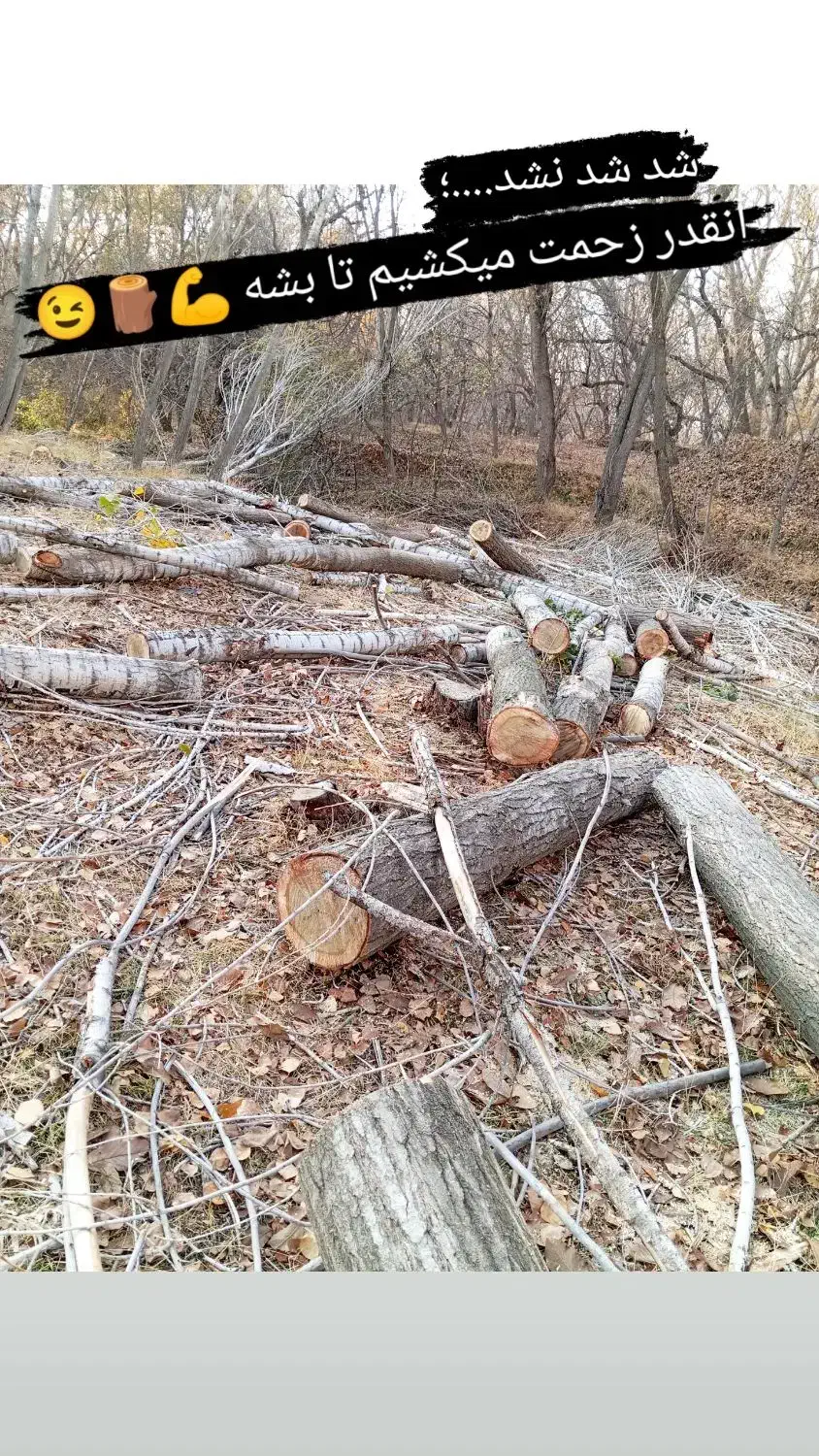 خرید انواع درخت و چوب|خدمات باغبانی و درختکاری|تویسرکان, |دیوار