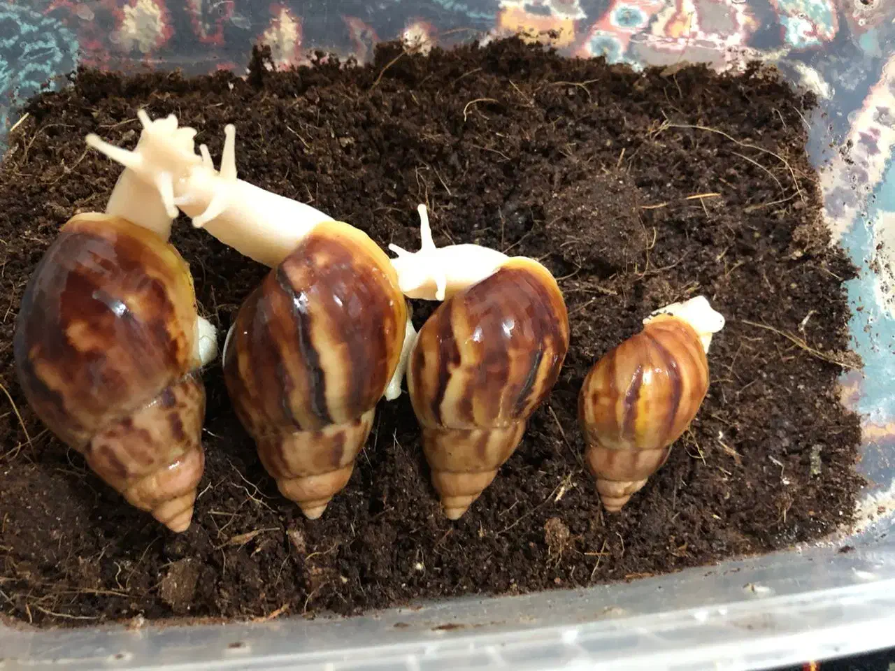 انواع نژاد حلزون و انواع ملزومات نگهداری|لوازم جانبی حیوانات|اهواز, شهرک حفاری|دیوار