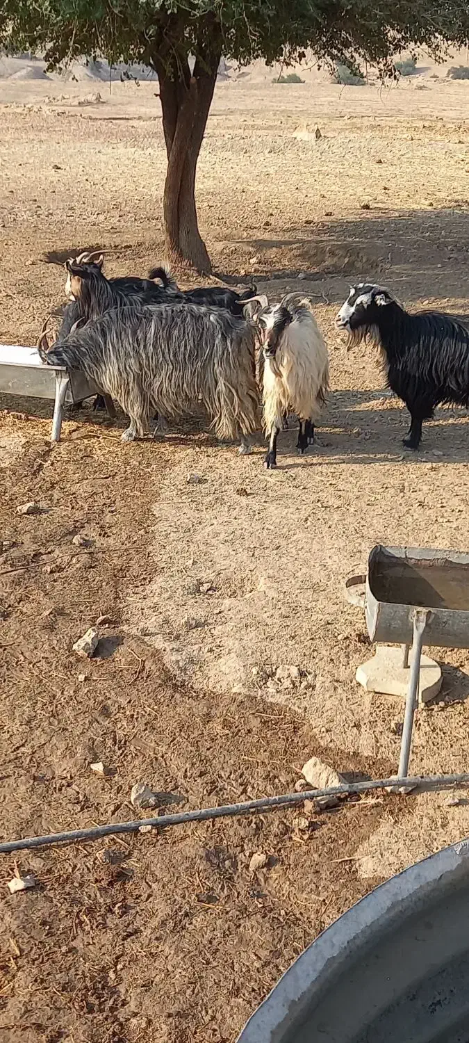 ۵ عدد بز ۱ تیشتر نر|حیوانات مزرعه|لالی, |دیوار