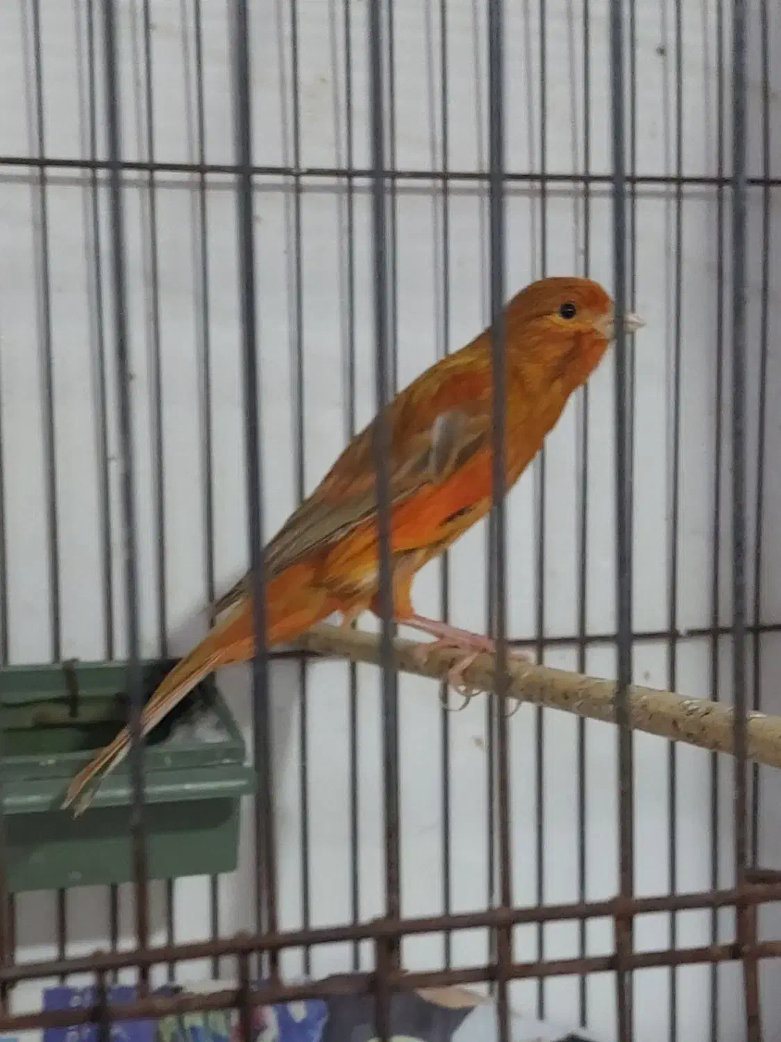 انواع قناری نر بخون ،سرخ  ،پرتقالی   سوخته|پرنده|سمنان, |دیوار