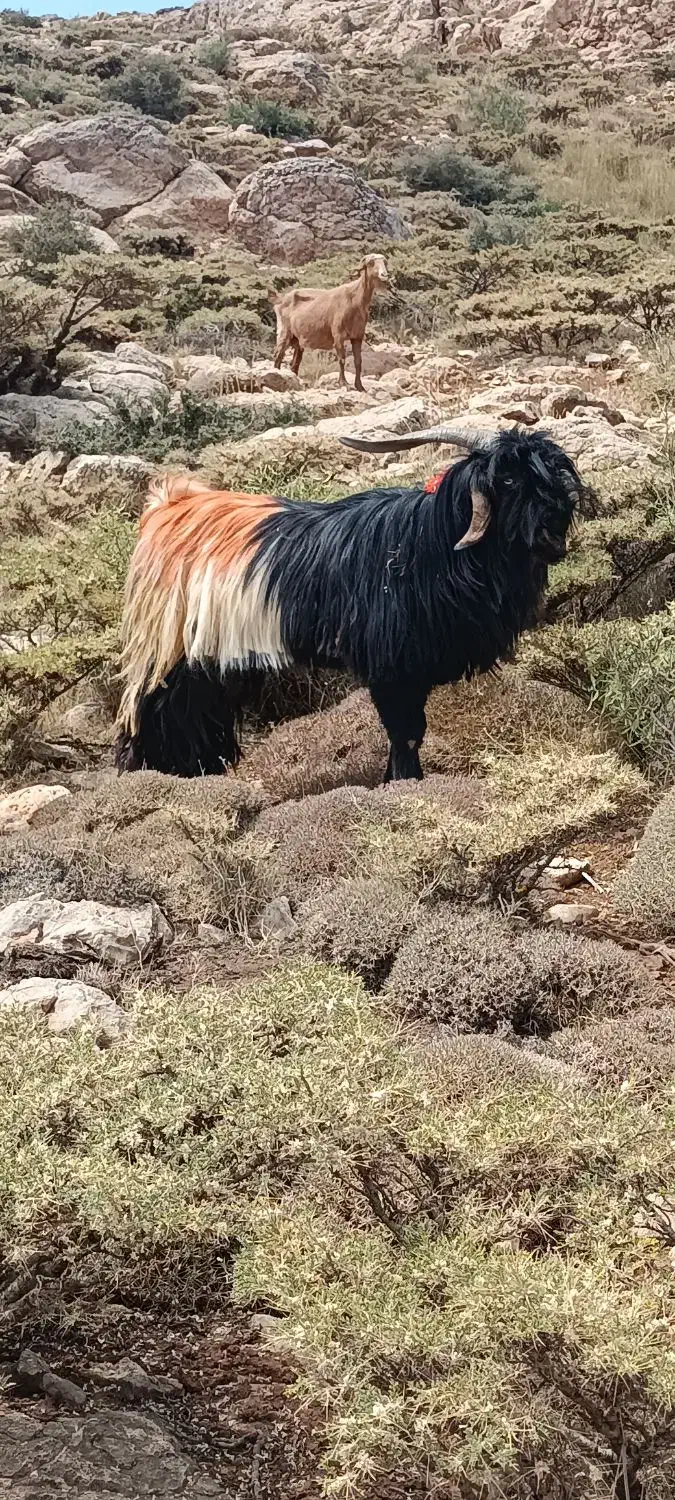 بعده دورون فروشی|حیوانات مزرعه|اردل, |دیوار