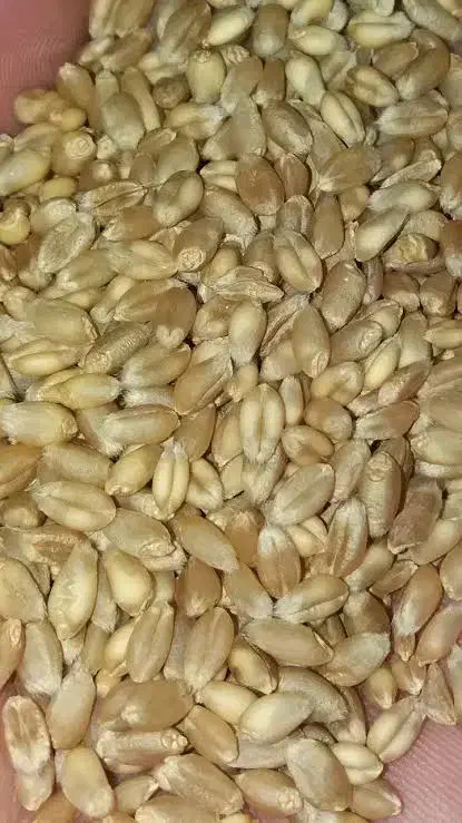 بذر گندم پیشگام 500 کیلوگرم|گل و گیاه طبیعی|باغ حلی, |دیوار