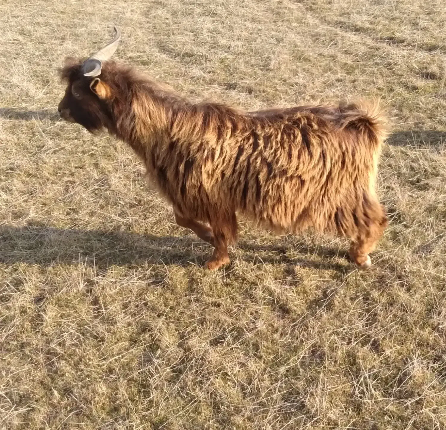 چهارعدد بز یکی سانن اصل نژاددار سه تا محلی|حیوانات مزرعه|قشلاق دشت, |دیوار