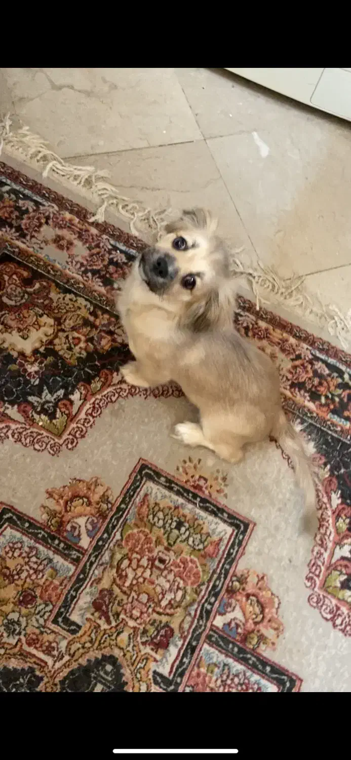 توله سگ شیتزو نژاد دار|سگ|تهران, فردوس|دیوار