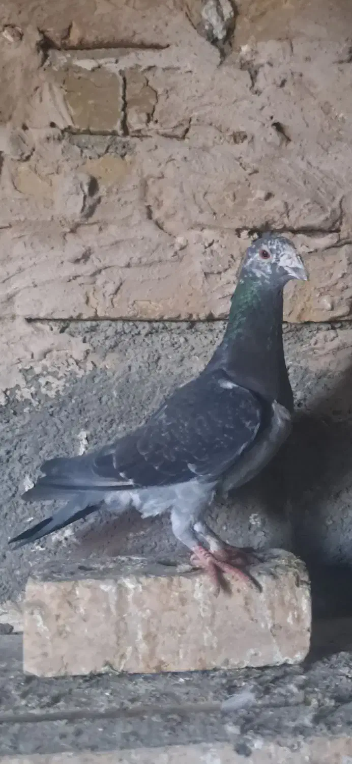 کفتر|پرنده|فاروج, |دیوار