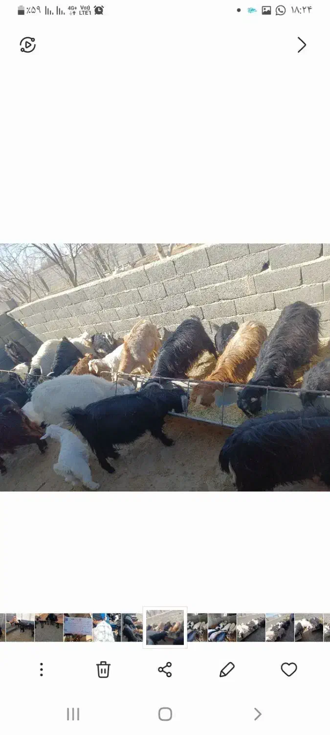 بز چاق|حیوانات مزرعه|تنکمان, |دیوار