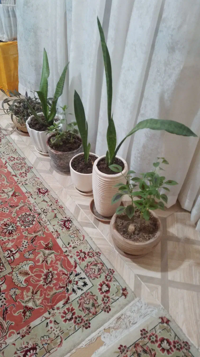۶  عدد گلدان بزرگ آپارتمانی با گلهای طبیعی و زیبا|گل و گیاه طبیعی|تهران, حکیمیه|دیوار