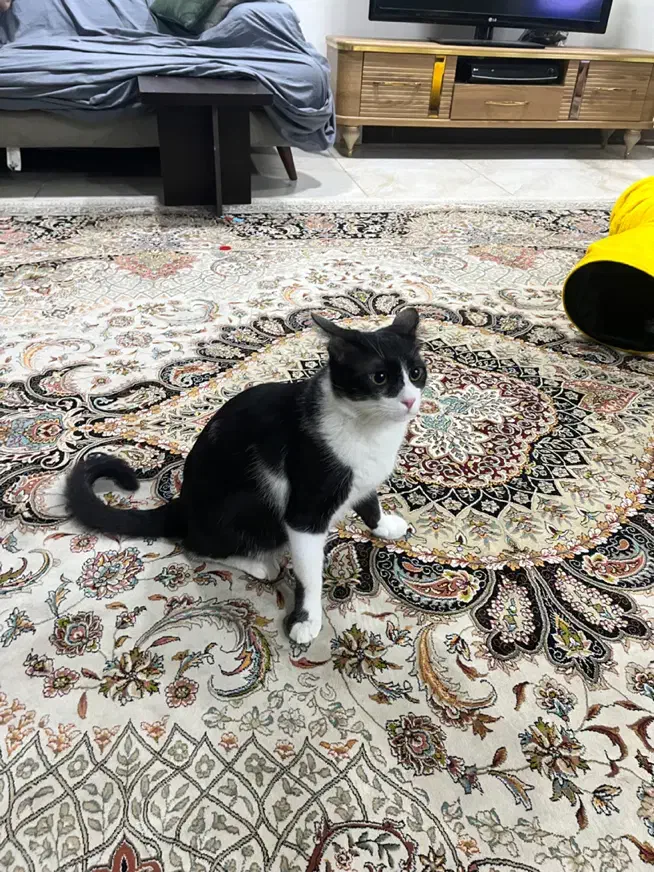 واگذاری گربه تاکسیدو (نر)|گربه|شیراز, فرهنگ شهر|دیوار