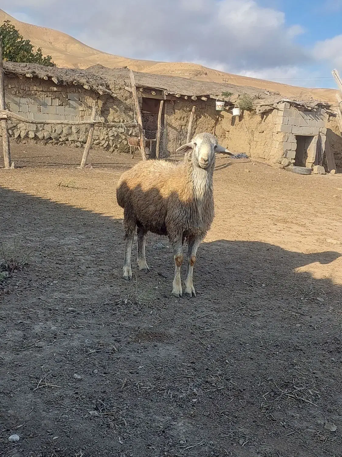 بره قوچ دامازدغ چال|حیوانات مزرعه|انگوت, |دیوار