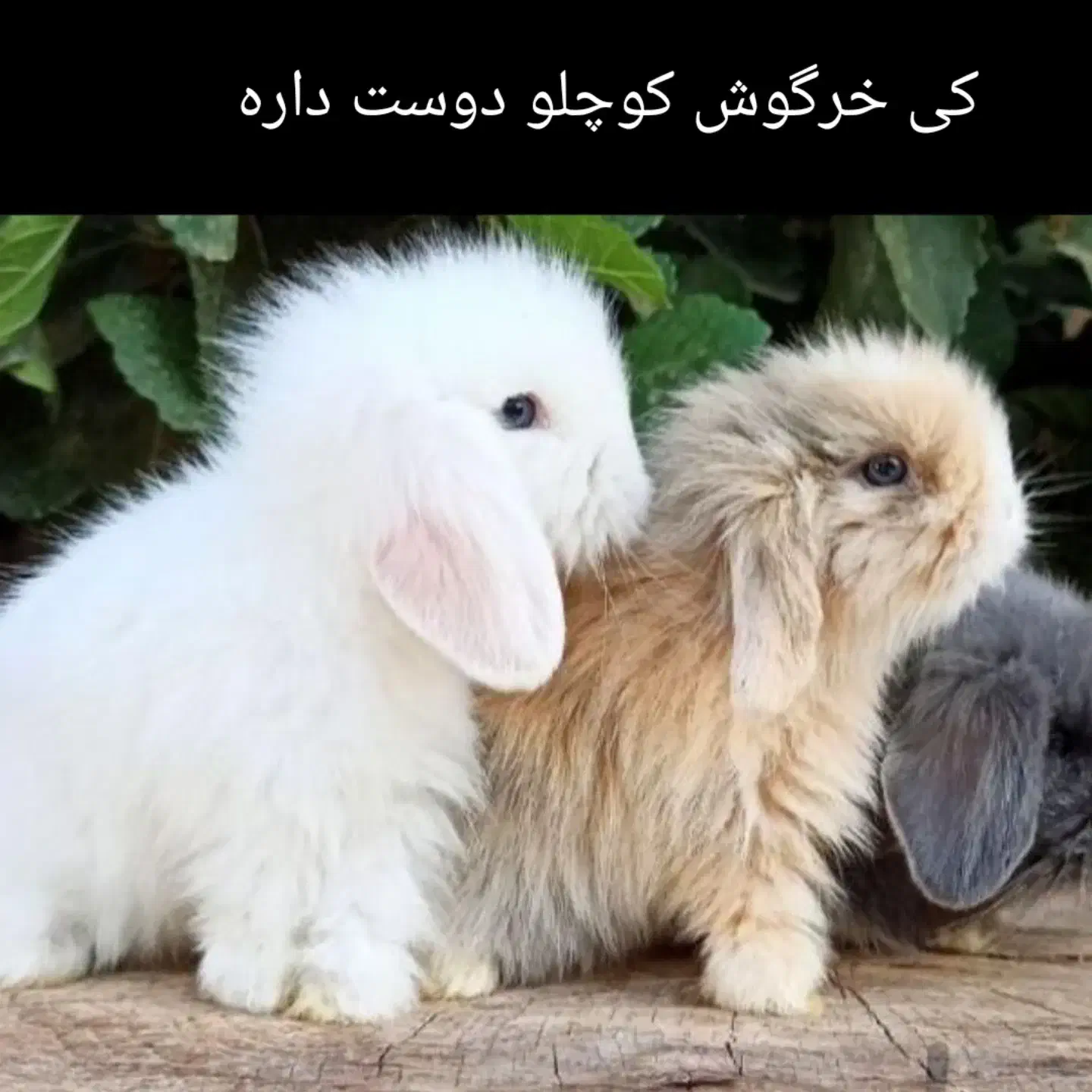 خرگوش لوپ.مینیاتوری.و انقورا|موش و خرگوش|تبریز, |دیوار