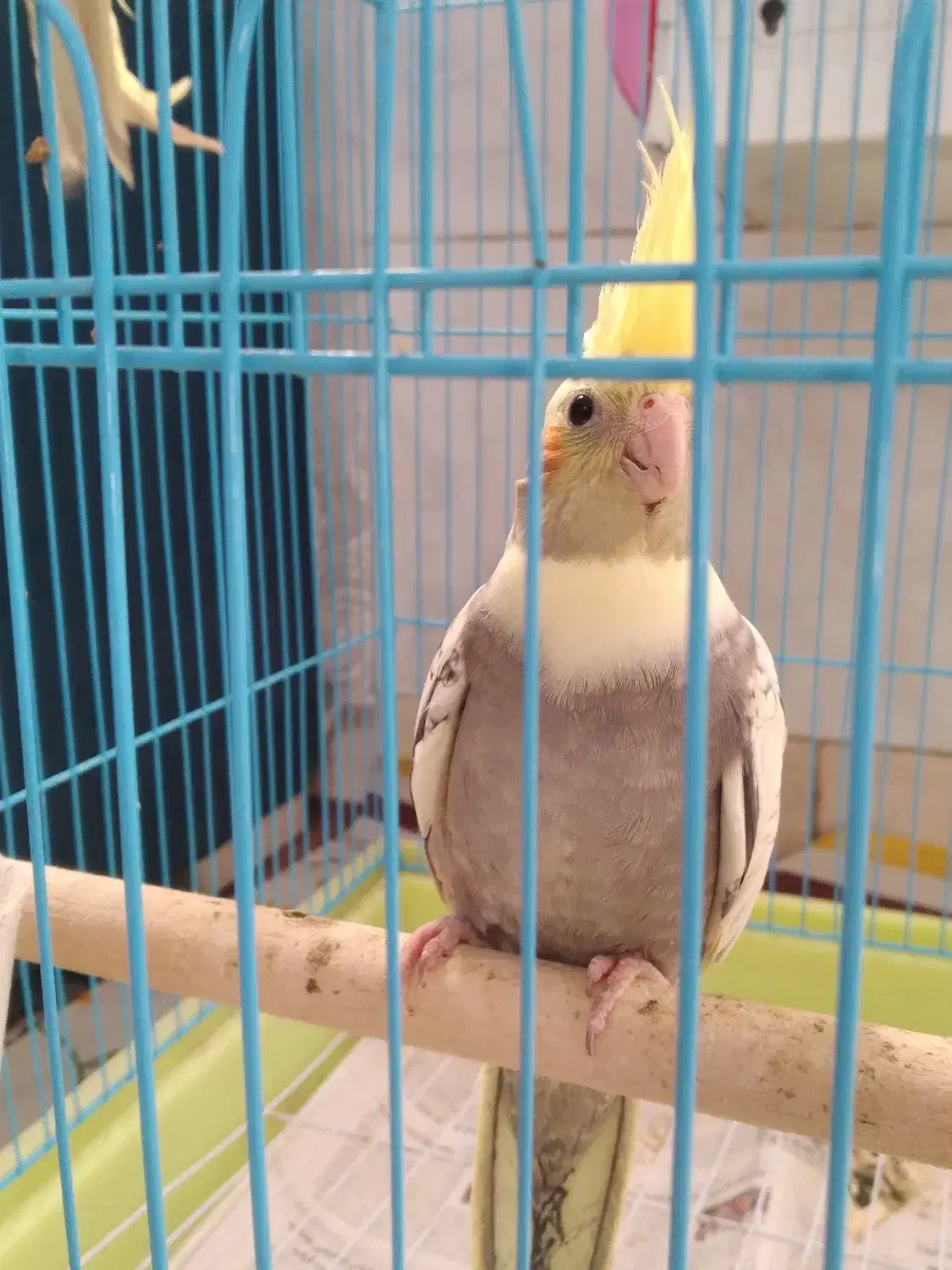 جوجه عروس هلندی|پرنده|معصومیه, |دیوار