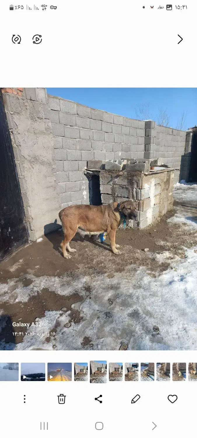 سگ ماده سرابی|سگ|بستان آباد, |دیوار