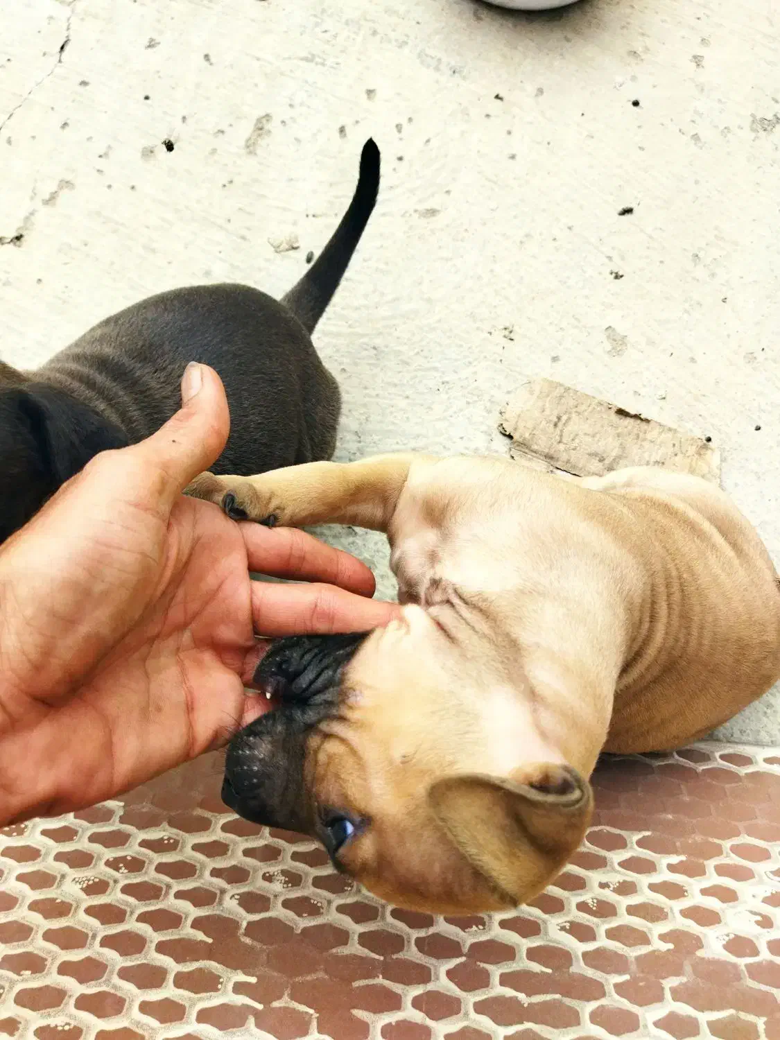 واگذاری سگ پیتبول|سگ|فاضل آباد, |دیوار