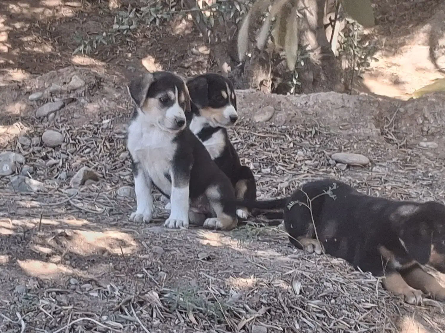 طوله رود فایلر|سگ|لوشان, |دیوار