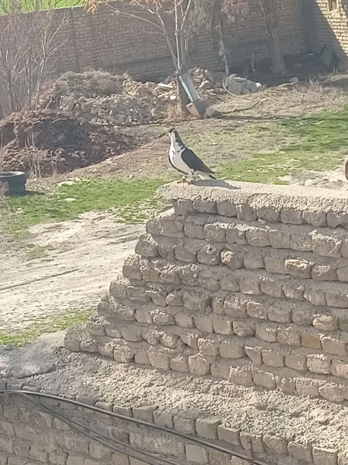 کبوتر|پرنده|شیروان (خراسان), |دیوار