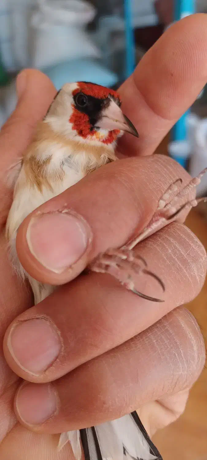 سهره چونه سفید|پرنده|ابهر, |دیوار