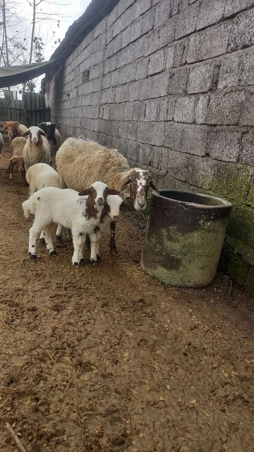 گوسفند دو قلو زا|حیوانات مزرعه|آستانه اشرفیه, |دیوار