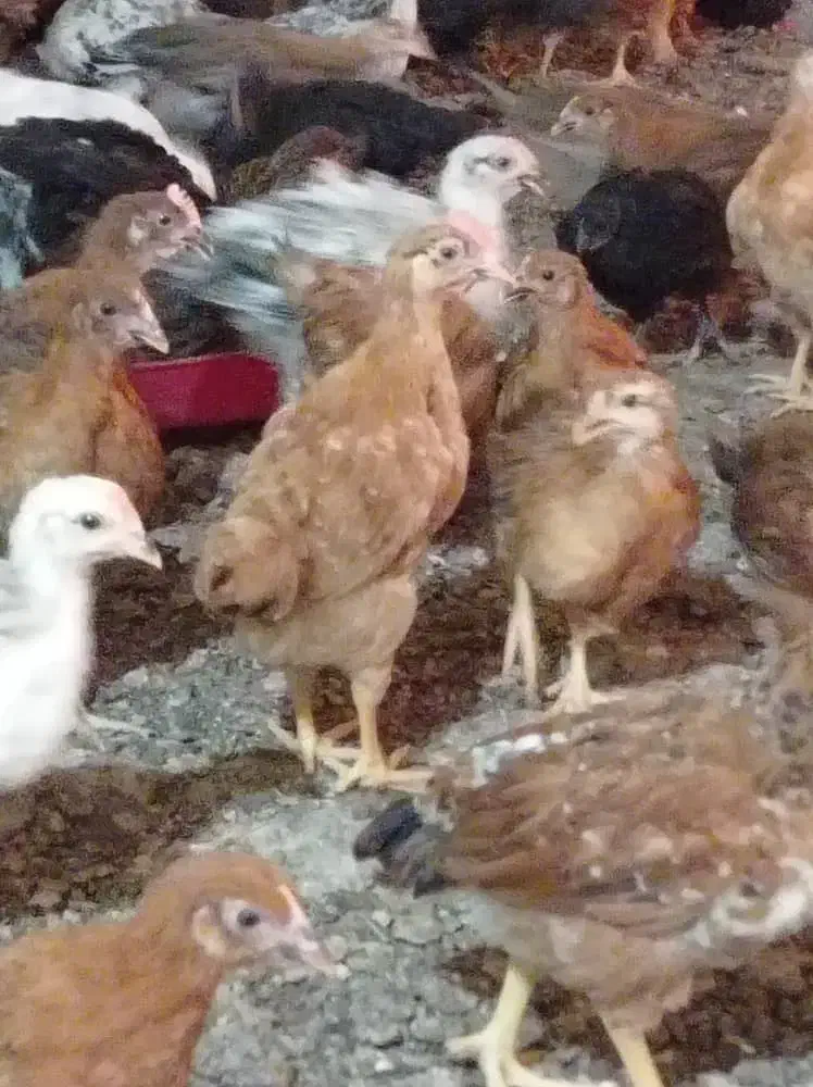 جوجه مرغ و خروس محلی و دورگه|حیوانات مزرعه|شیراز, اکبر آباد|دیوار