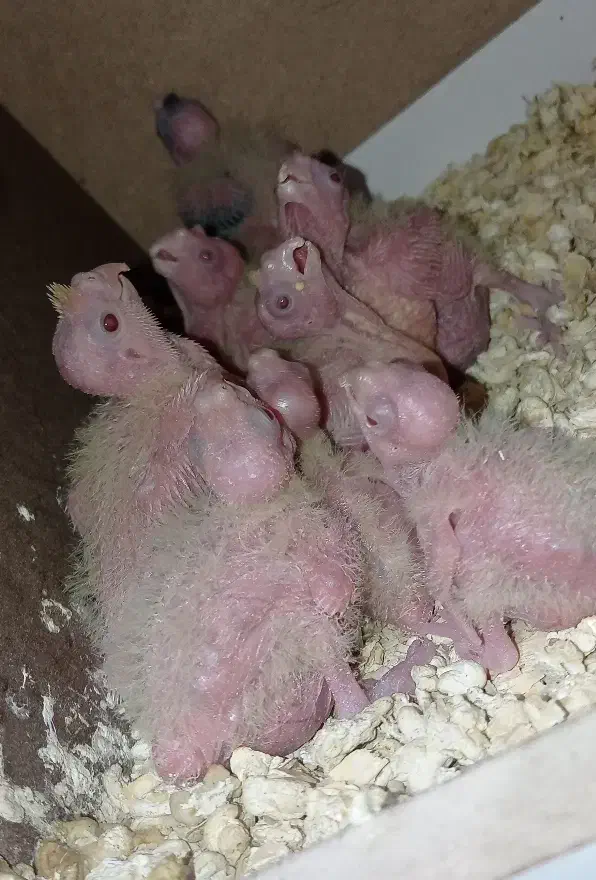 عروس هلندی سرلاکی|پرنده|برخوار, |دیوار