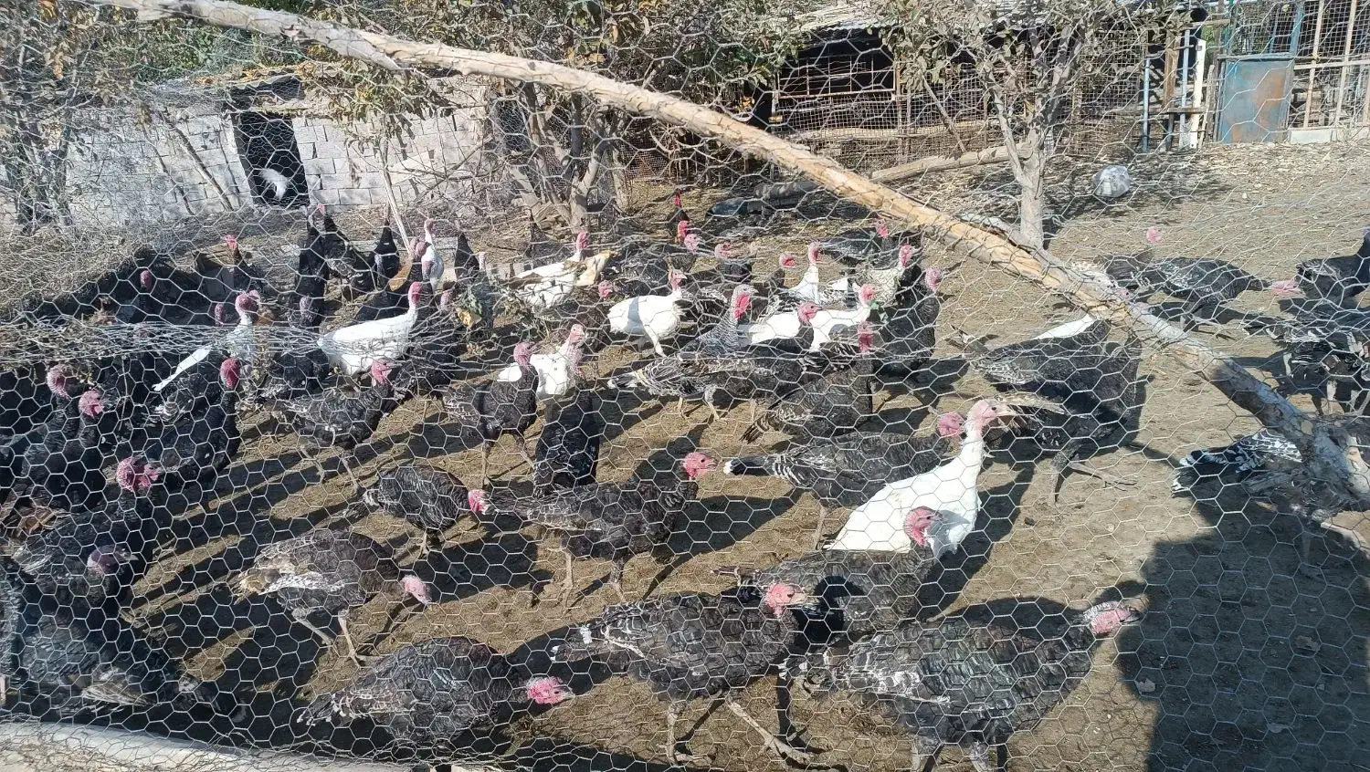 فروش بوقلمون|حیوانات مزرعه|مشگین شهر, |دیوار