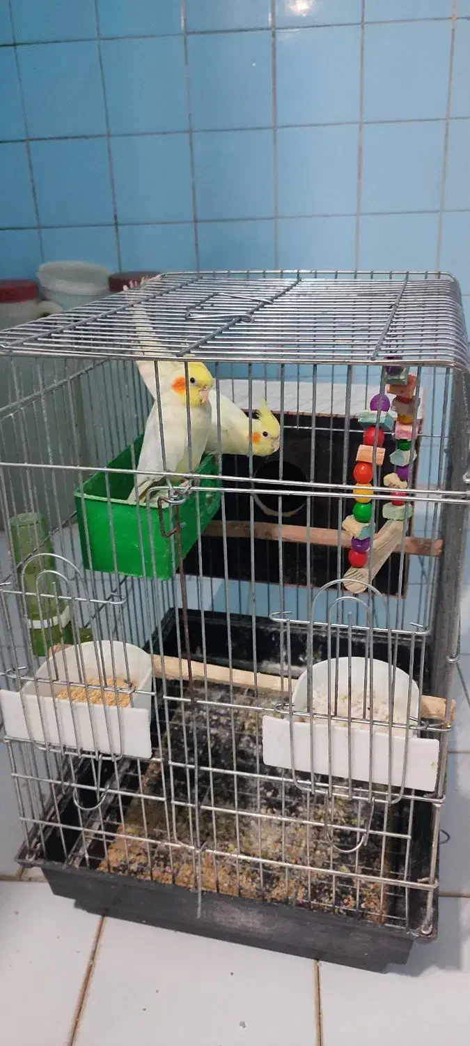 یک جفت عروس لوتینو با قفس|پرنده|الوند, |دیوار