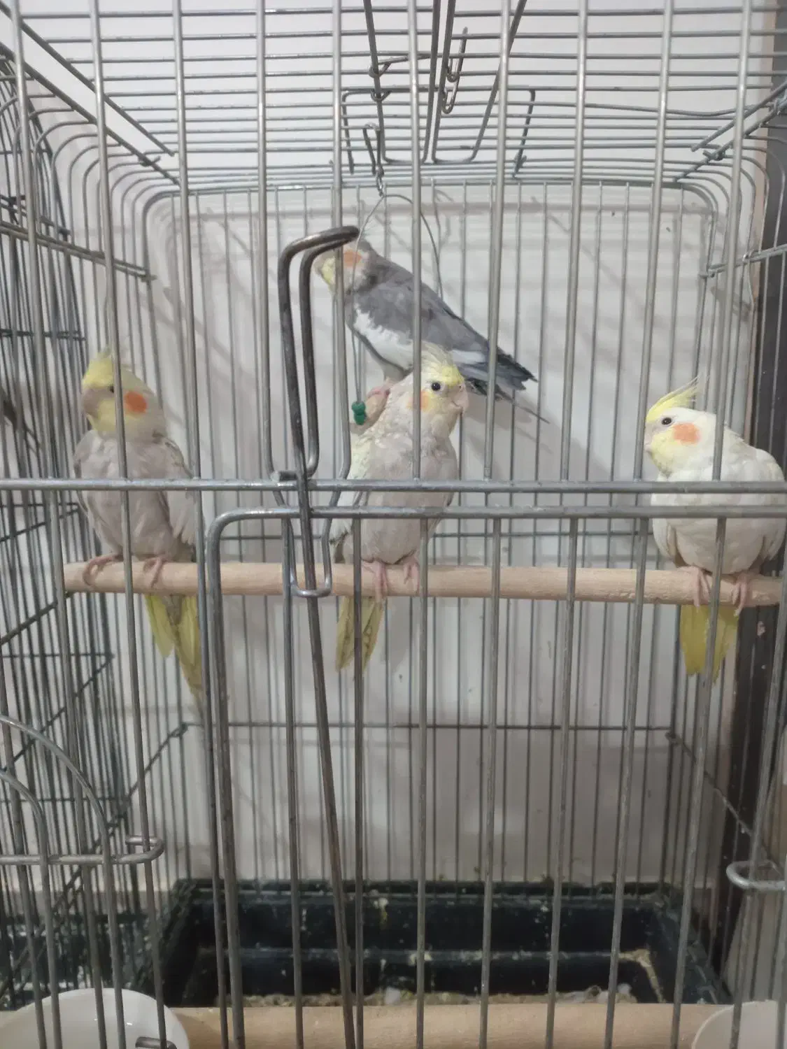 عروس هلندی خونگی دستی شده|پرنده|تهران, هفده شهریور|دیوار